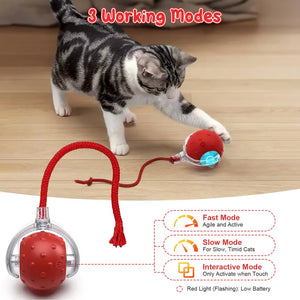 Cat playing with electronic chase ball