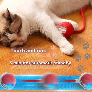 Cat playing with a Smart Pet Chase Ball Toy