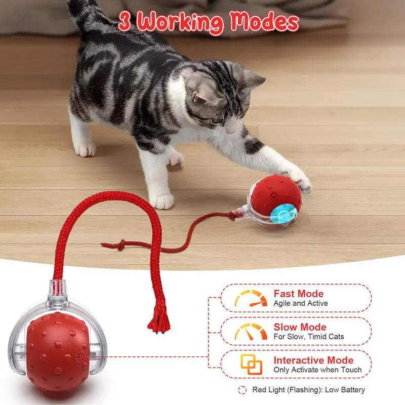 Cat playing with electronic chase ball